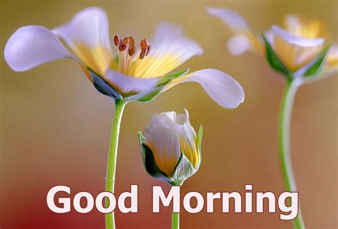 good morning 4k hd images|beautiful good morning hd images.